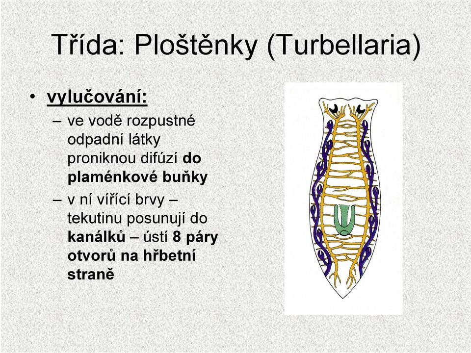 do plaménkové buňky vnívířící brvy tekutinu