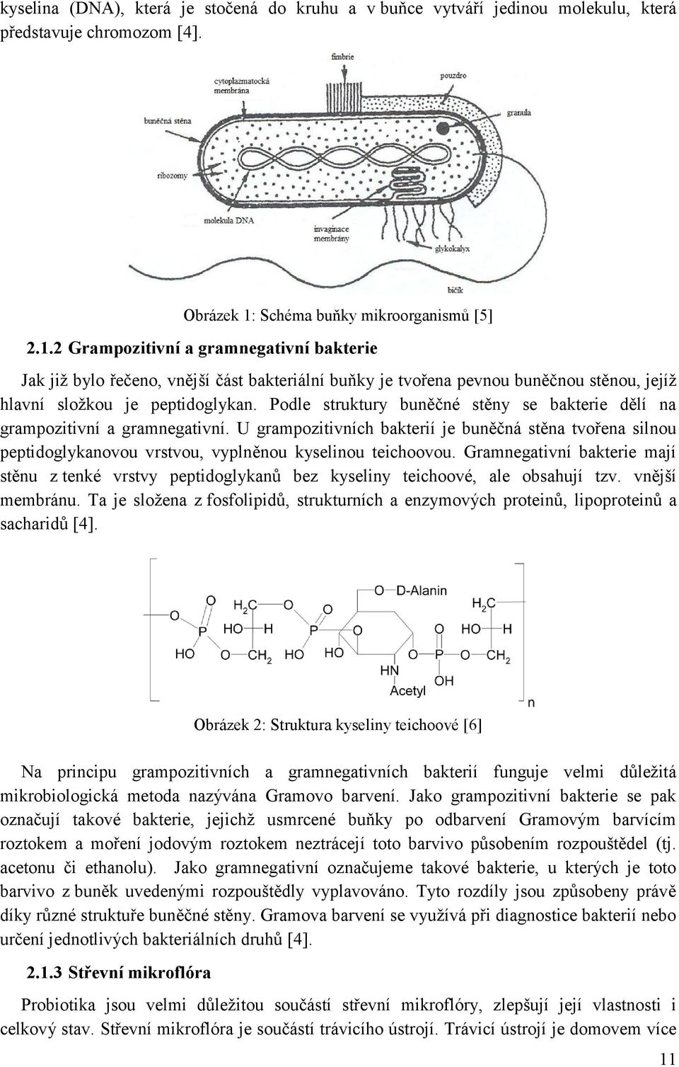 2 Grampozitivní a gramnegativní bakterie Jak již bylo řečeno, vnější část bakteriální buňky je tvořena pevnou buněčnou stěnou, jejíž hlavní složkou je peptidoglykan.