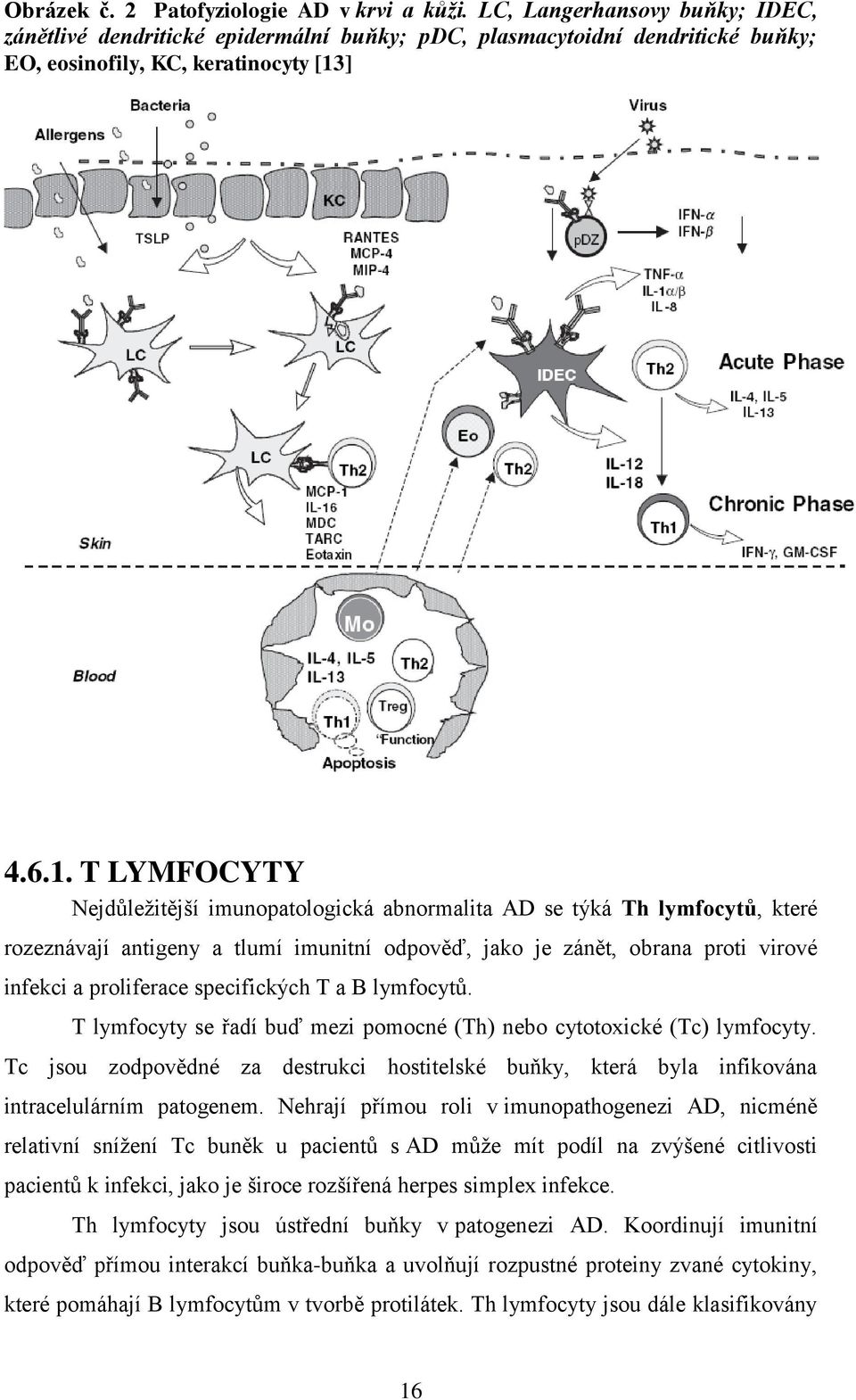 specifických T a B lymfocytů. T lymfocyty se řadí buď mezi pomocné (Th) nebo cytotoxické (Tc) lymfocyty.