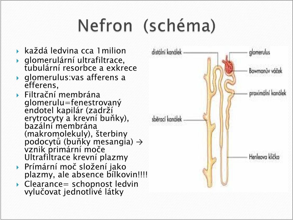 membrána (makromolekuly), šterbiny podocytů (buňky mesangia) vznik primární moče Ultrafiltrace krevní plazmy