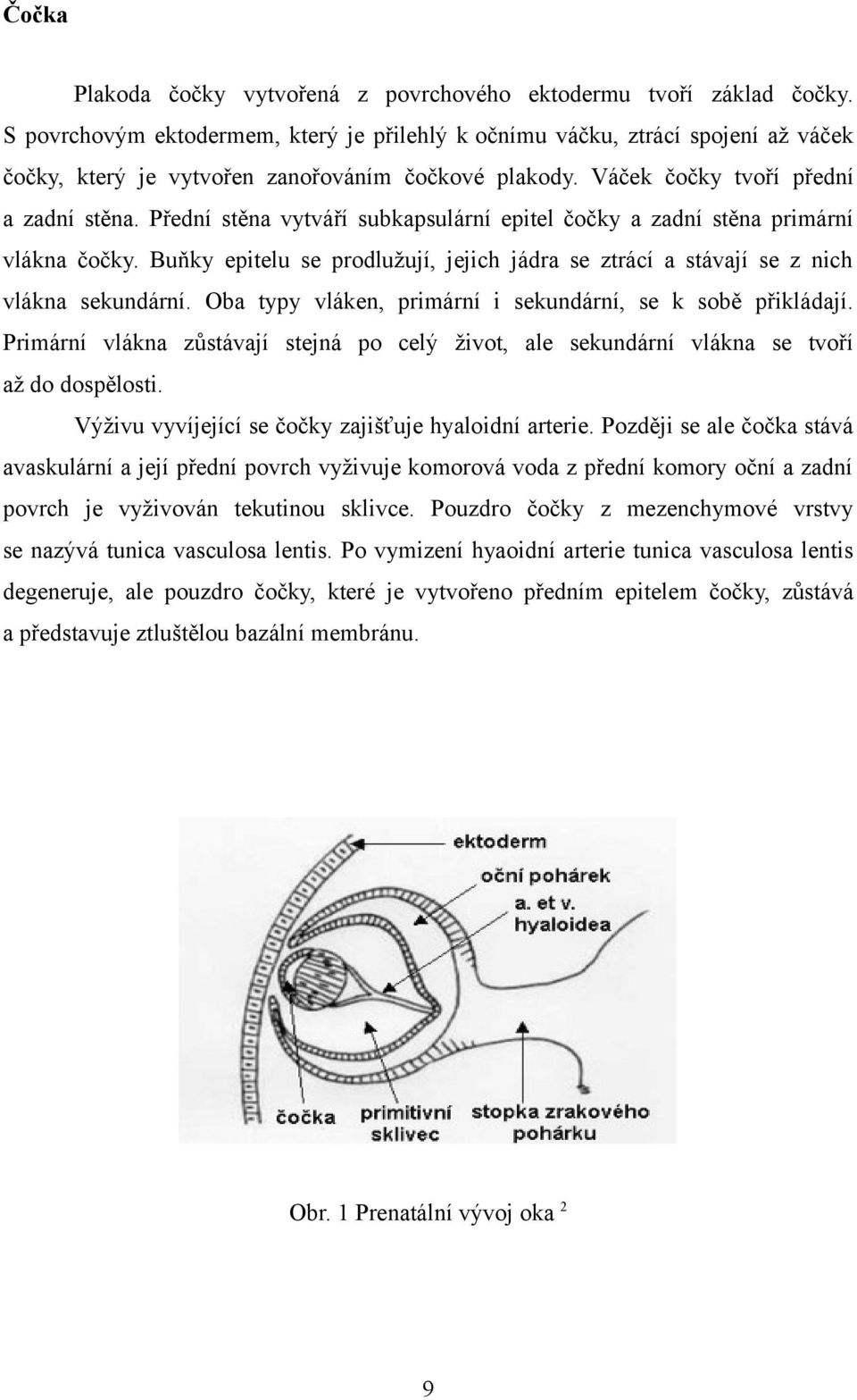 Přední stěna vytváří subkapsulární epitel čočky a zadní stěna primární vlákna čočky. Buňky epitelu se prodlužují, jejich jádra se ztrácí a stávají se z nich vlákna sekundární.