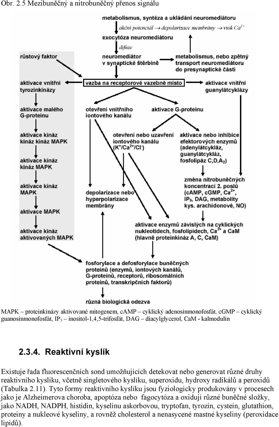 diacylglycerol, CaM - kalmodulin 2.3.4.