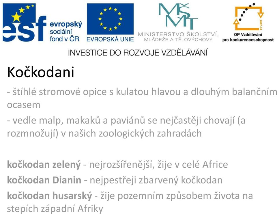 zahradách kočkodan zelený - nejrozšířenější, žije v celé Africe kočkodan Dianin -