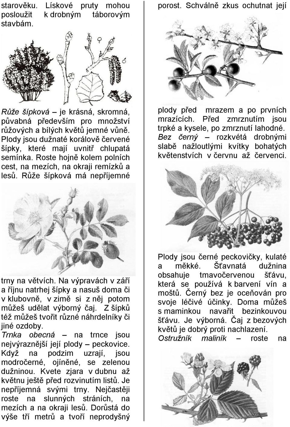 Plody jsou dužnaté korálově červené šípky, které mají uvnitř chlupatá semínka. Roste hojně kolem polních cest, na mezích, na okraji remízků a lesů.