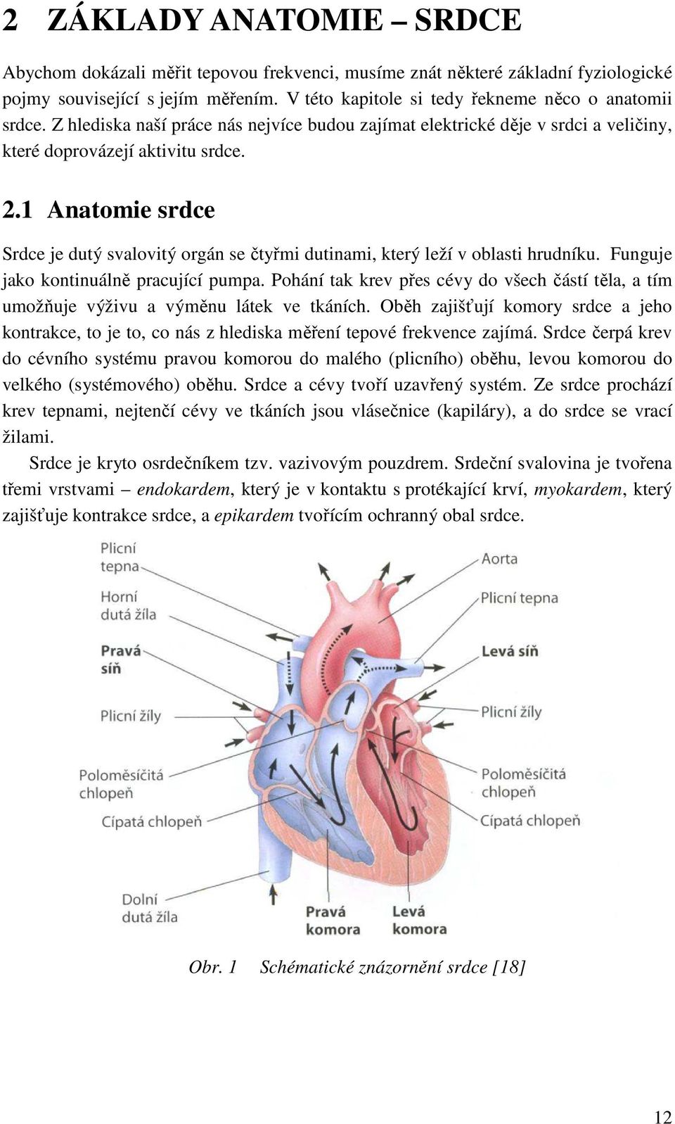 1 Anatomie srdce Srdce je dutý svalovitý orgán se čtyřmi dutinami, který leží v oblasti hrudníku. Funguje jako kontinuálně pracující pumpa.