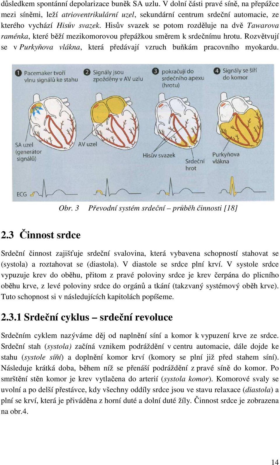 Rozvětvují se v Purkyňova vlákna, která předávají vzruch buňkám pracovního myokardu. Obr. 3 Převodní systém srdeční průběh činnosti [18] 2.