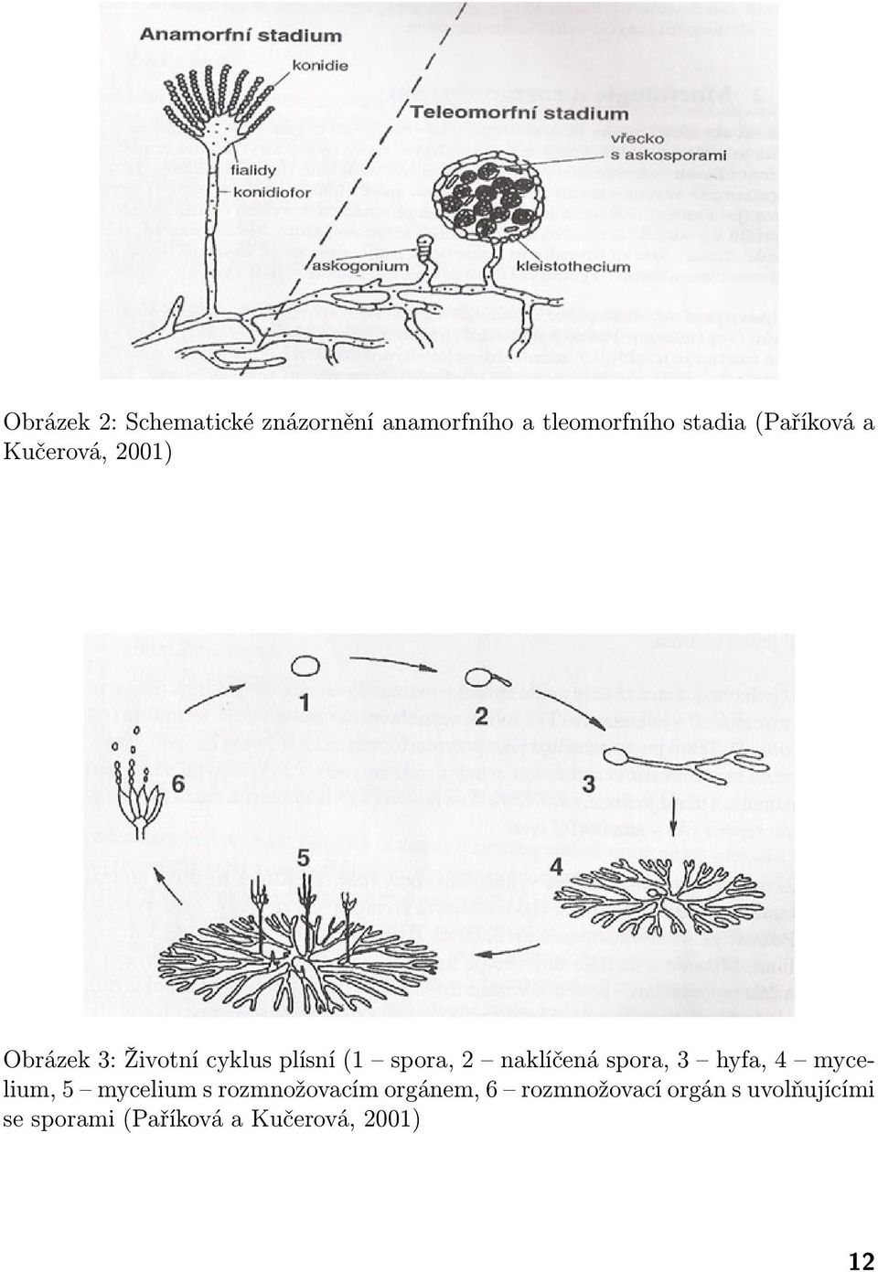 naklíčená spora, 3 hyfa, 4 mycelium, 5 mycelium s rozmnožovacím orgánem,