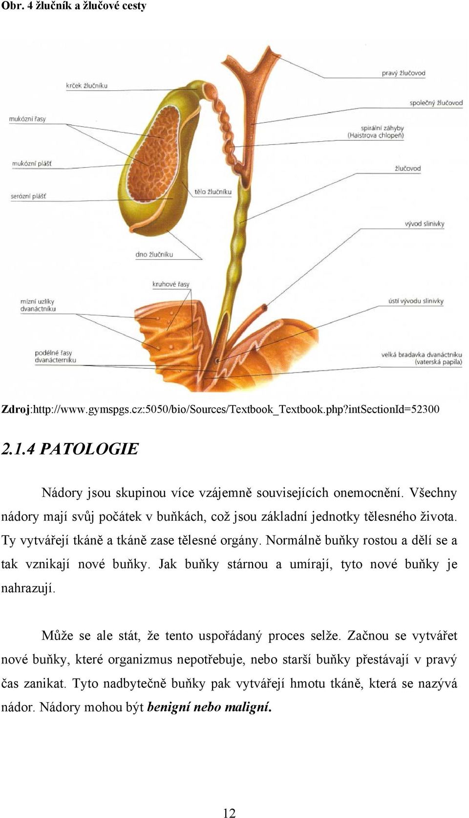 Ty vytvářejí tkáně a tkáně zase tělesné orgány. Normálně buňky rostou a dělí se a tak vznikají nové buňky. Jak buňky stárnou a umírají, tyto nové buňky je nahrazují.