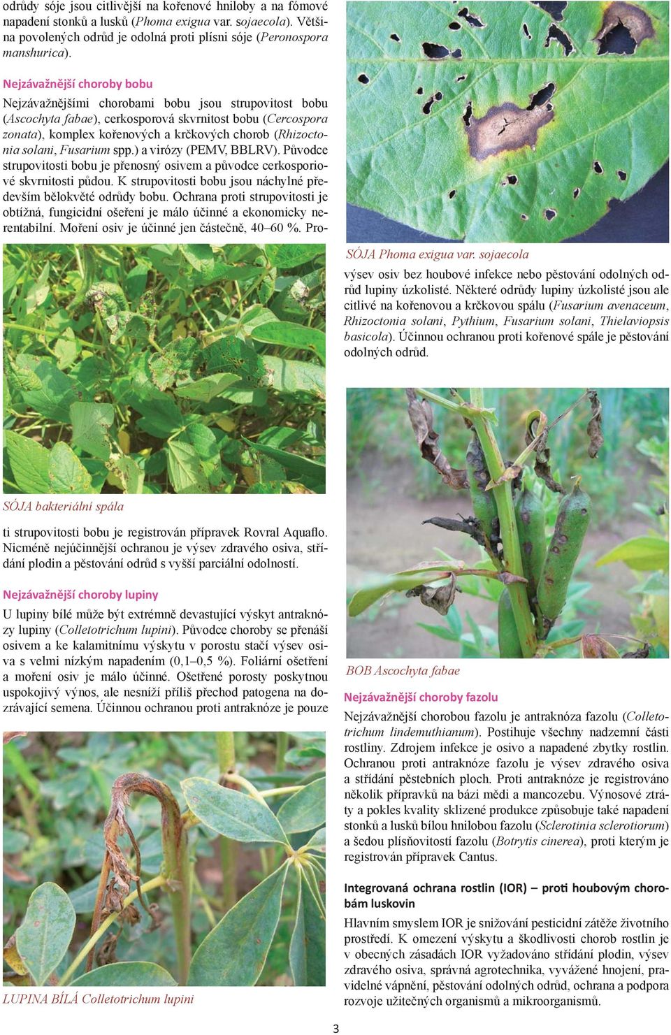 Některé odrůdy lupiny úzkolisté jsou ale citlivé na kořenovou a krčkovou spálu (Fusarium avenaceum, Rhizoctonia solani, Pythium, Fusarium solani, Thielaviopsis basicola).