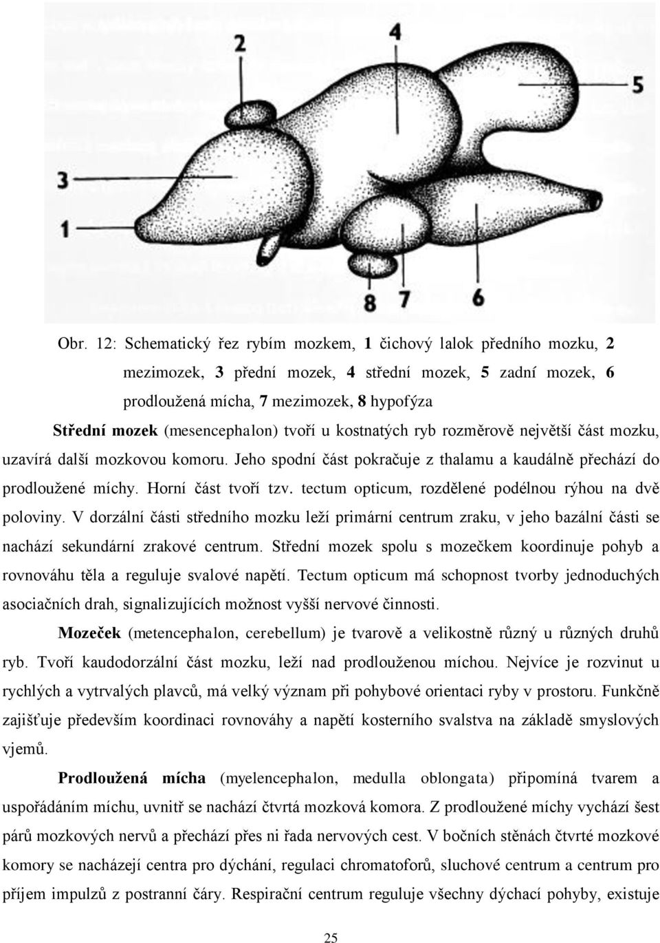 Horní část tvoří tzv. tectum opticum, rozdělené podélnou rýhou na dvě poloviny.