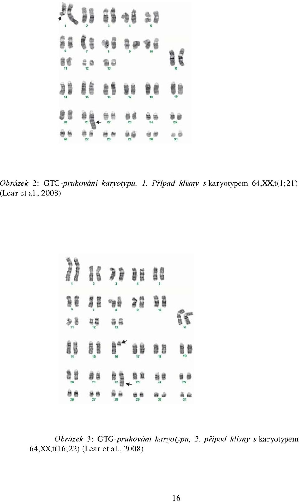 al., 2008) Obrázek 3: GTG-pruhování karyotypu, 2.