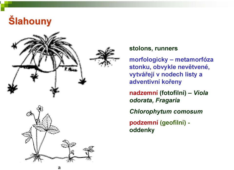 adventivní kořeny nadzemní (fotofilní) Viola odorata,