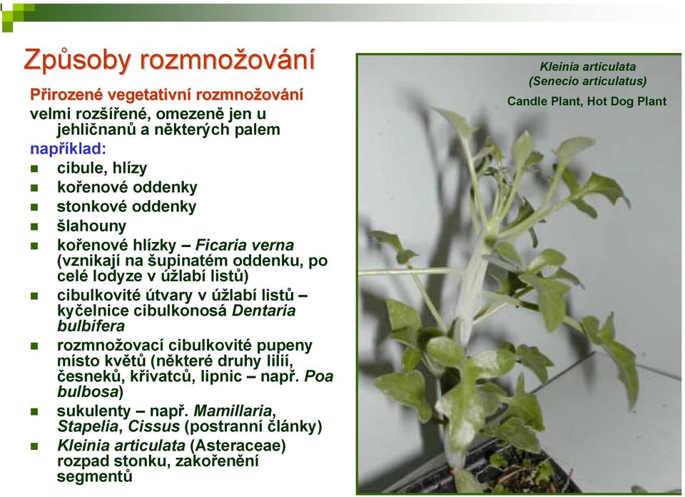 cibulkonosá Dentaria bulbifera rozmnožovací cibulkovité pupeny místo květů (některé druhy lilií, česneků, křivatců, lipnic např. Poa bulbosa) sukulenty např.