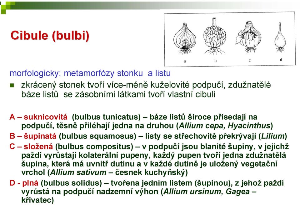 složená (bulbus compositus) v podpučí jsou blanité šupiny, v jejichž paždí vyrůstají kolaterální pupeny, každý pupen tvoří jedna zdužnatělá šupina, která má uvnitř dutinu a v každé dutině je