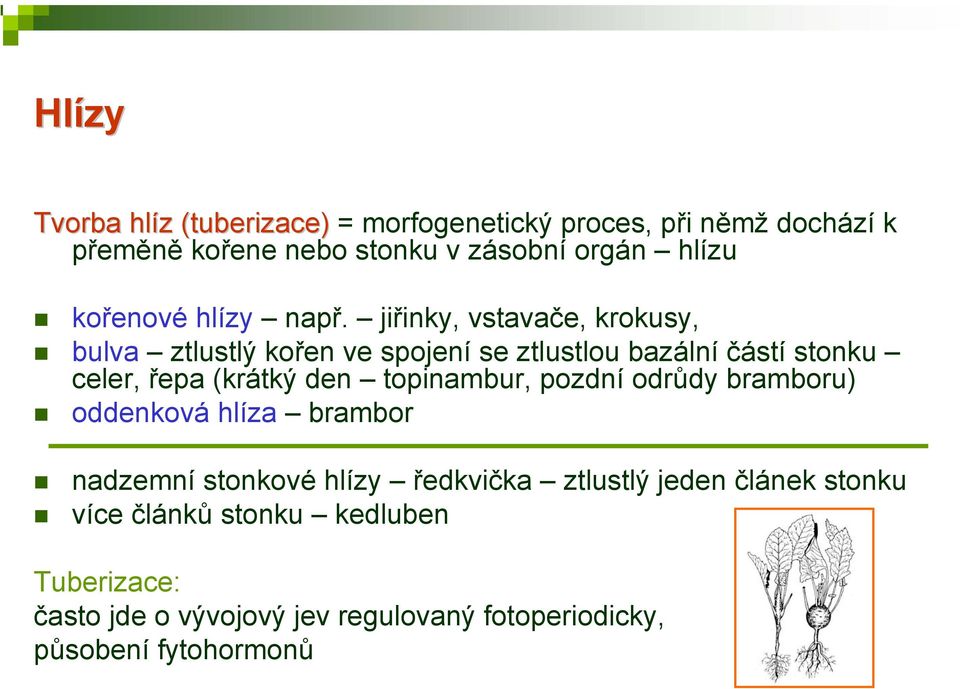 jiřinky, vstavače, krokusy, bulva ztlustlý kořen ve spojení se ztlustlou bazální částí stonku celer, řepa (krátký den