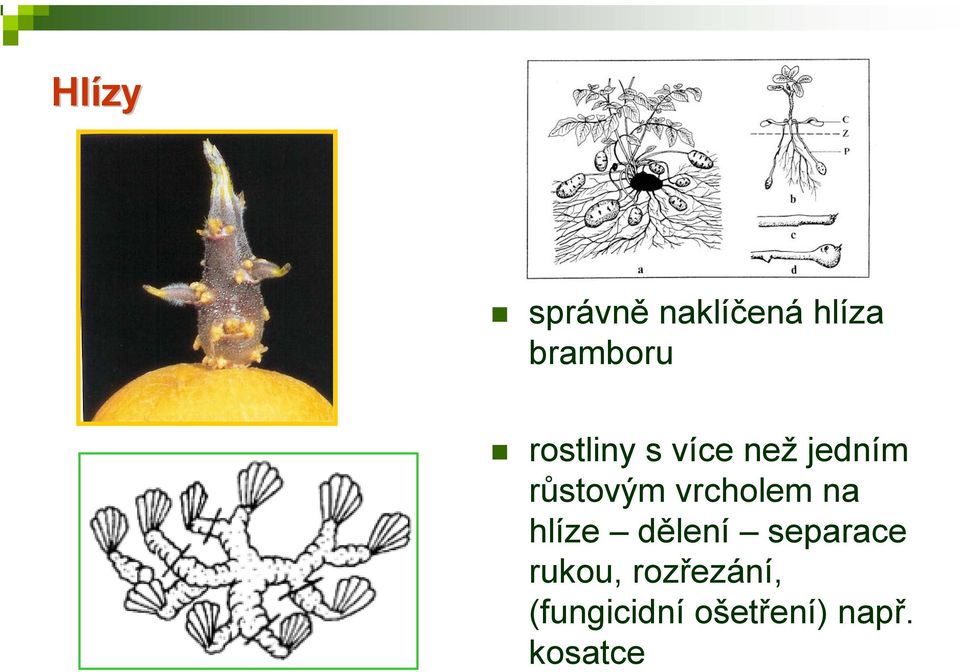 vrcholem na hlíze dělení separace rukou,