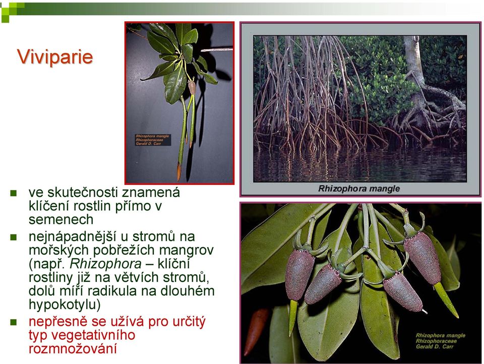 Rhizophora klíční rostliny již na větvích stromů, dolů míří radikula