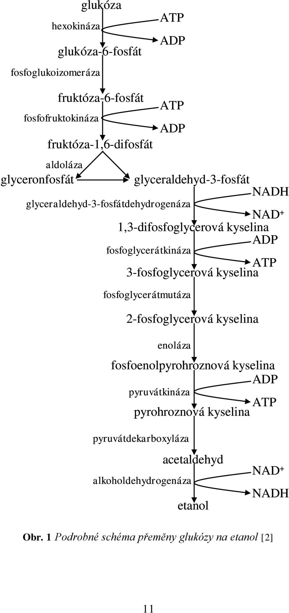 ATP 3-fosfoglycerová kyselina fosfoglycerátmutáza 2-fosfoglycerová kyselina enoláza fosfoenolpyrohroznová kyselina ADP pyruvátkináza ATP