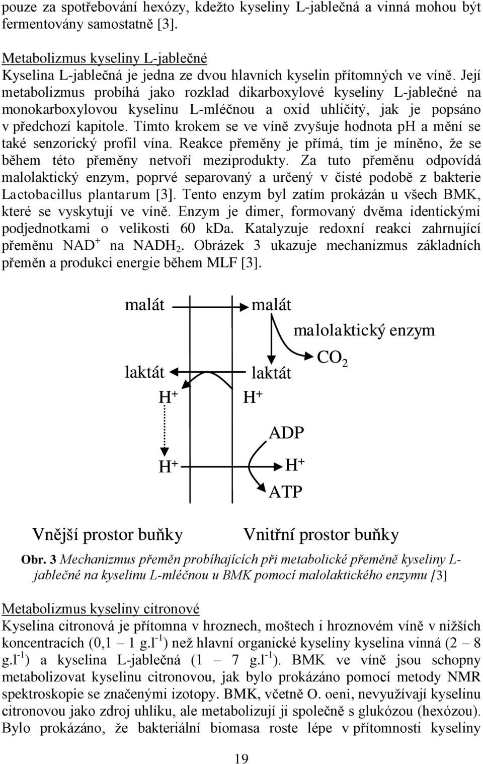 Její metabolizmus probíhá jako rozklad dikarboxylové kyseliny L-jablečné na monokarboxylovou kyselinu L-mléčnou a oxid uhličitý, jak je popsáno v předchozí kapitole.