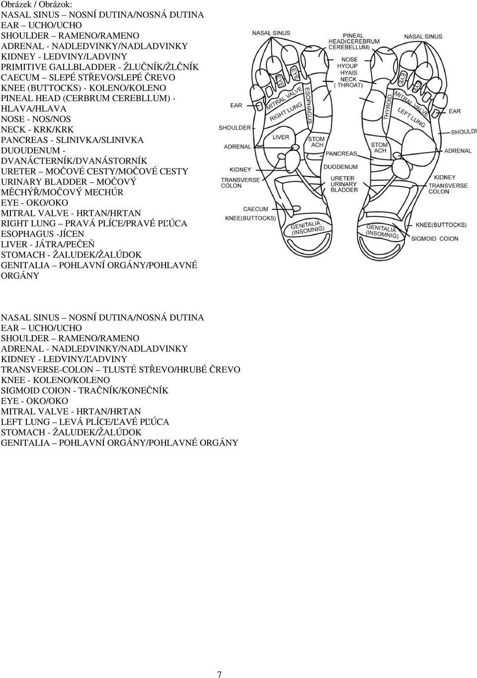 URETER MOOVÉ CESTY/MOOVÉ CESTY URINARY BLADDER MOOVÝ MCHÝ/MOOVÝ MECHÚR EYE - OKO/OKO MITRAL VALVE - HRTAN/HRTAN RIGHT LUNG PRAVÁ PLÍCE/PRAVÉ P ÚCA ESOPHAGUS -JÍCEN LIVER - JÁTRA/PEE STOMACH -