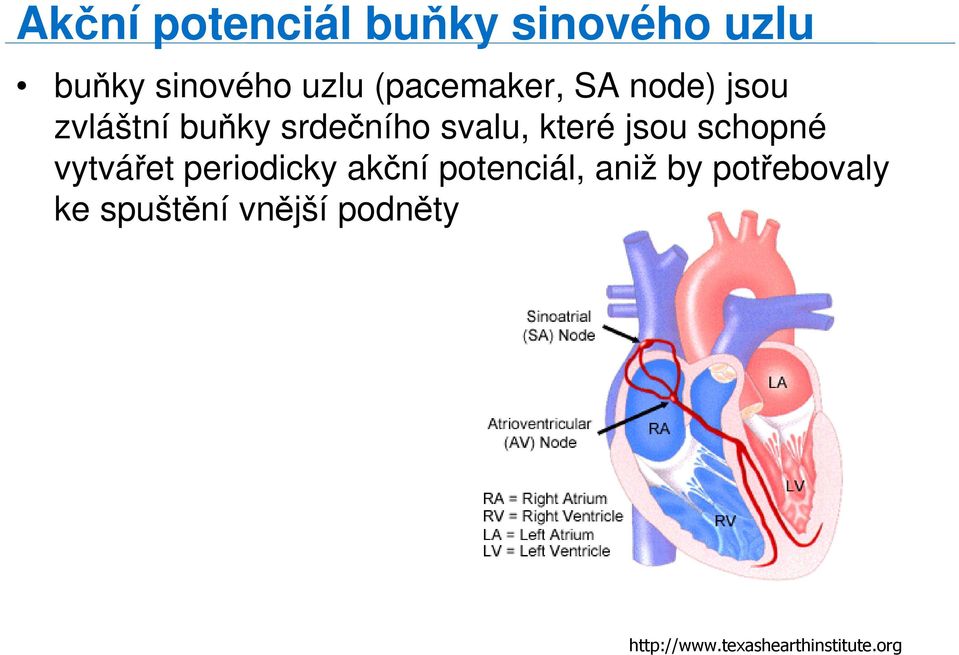 které jsou schopné vytvářet periodicky akční potenciál, aniž