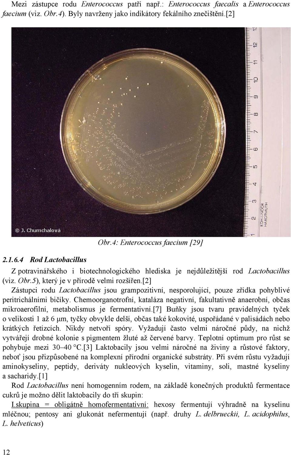 [2] Zástupci rodu Lactobacillus jsou grampozitivní, nesporolující, pouze zřídka pohyblivé peritrichálními bičíky.