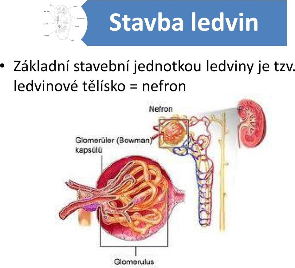 jednotkou ledviny je