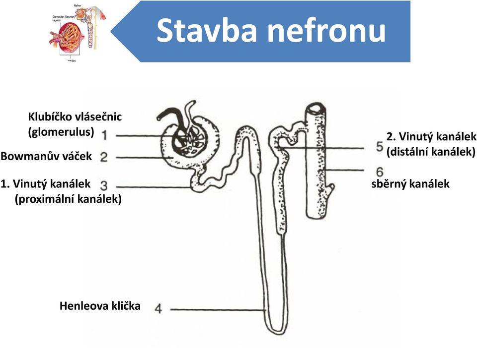 Vinutý kanálek (proximální kanálek) 2.