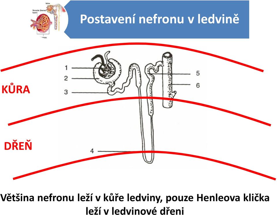 leží v kůře ledviny, pouze