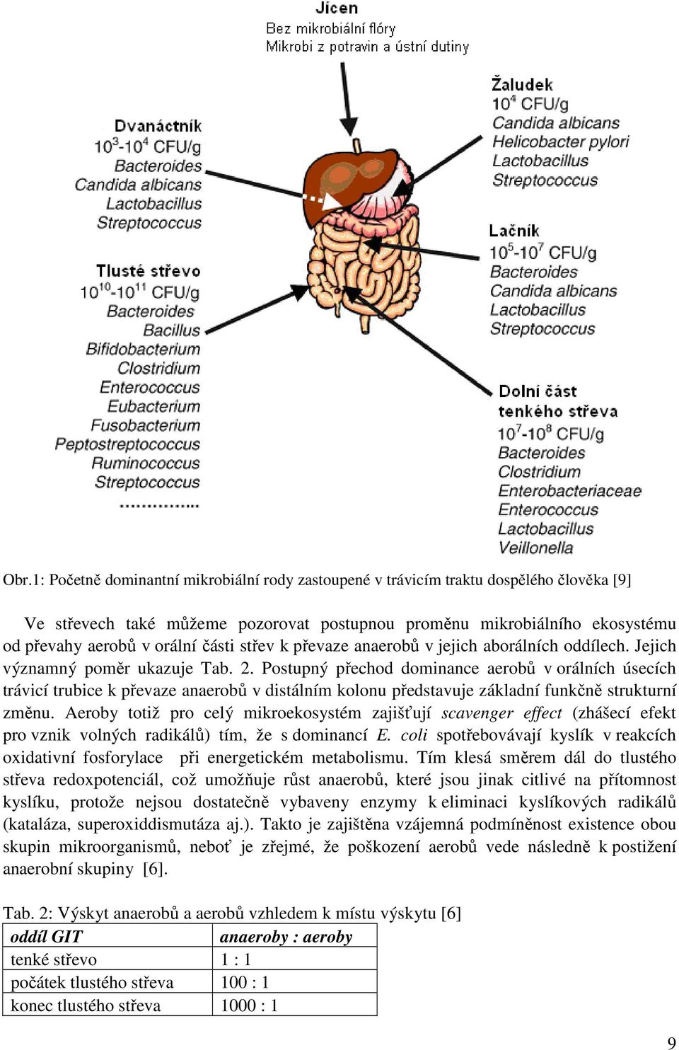 Postupný přechod dominance aerobů v orálních úsecích trávicí trubice k převaze anaerobů v distálním kolonu představuje základní funkčně strukturní změnu.