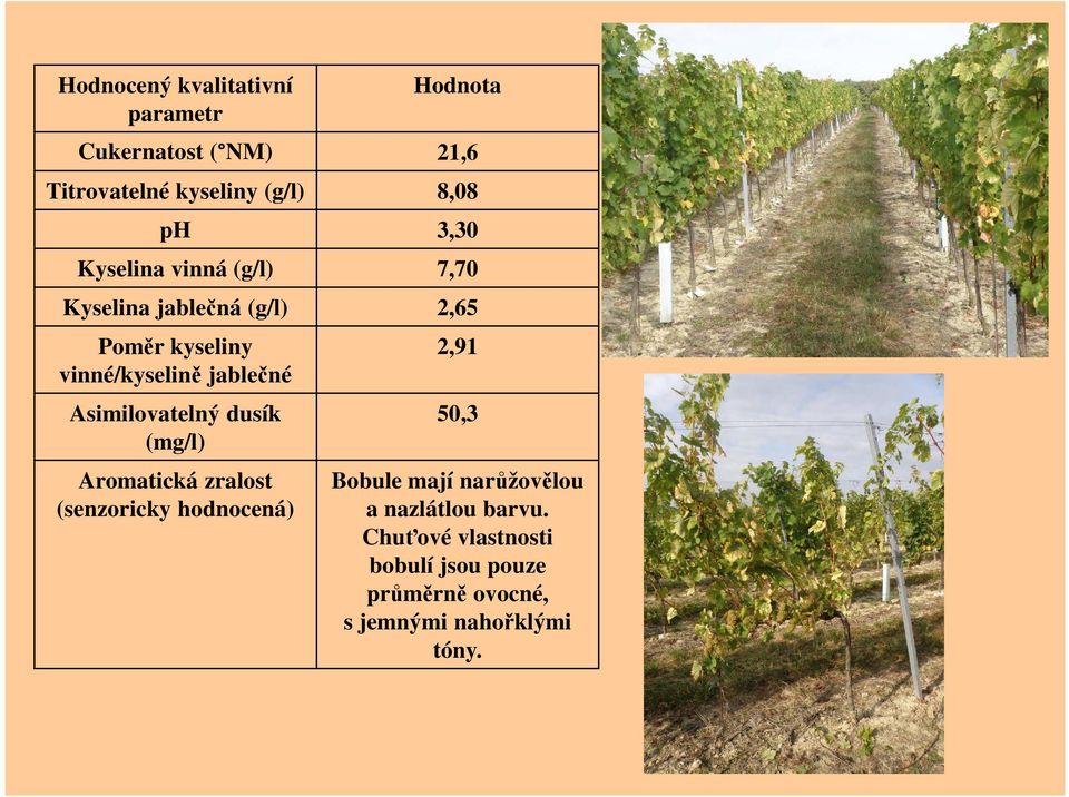 Asimilovatelný dusík (mg/l) Aromatická zralost (senzoricky hodnocená) 2,91 50,3 Bobule mají