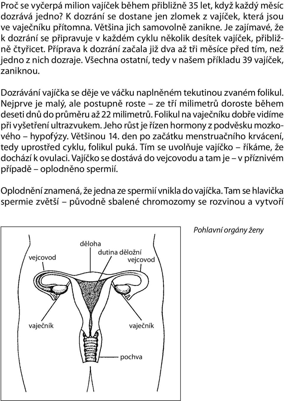 Všechna ostatní, tedy v našem příkladu 39 vajíček, zaniknou. Dozrávání vajíčka se děje ve váčku naplněném tekutinou zvaném folikul.