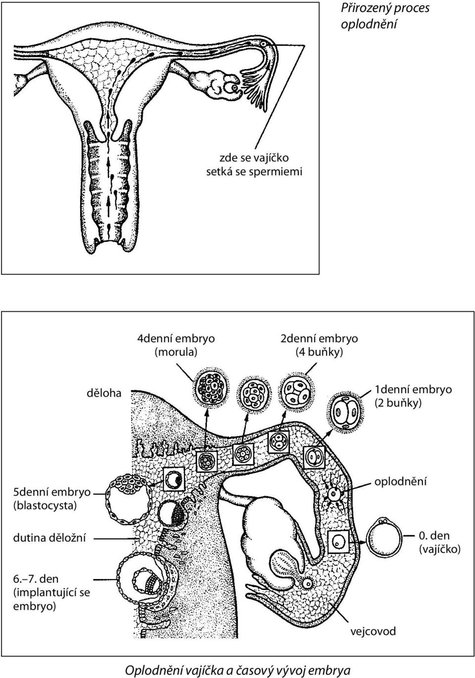 (blastocysta) dutina děložní oplodnění 0. den (vajíčko) 6. 7.