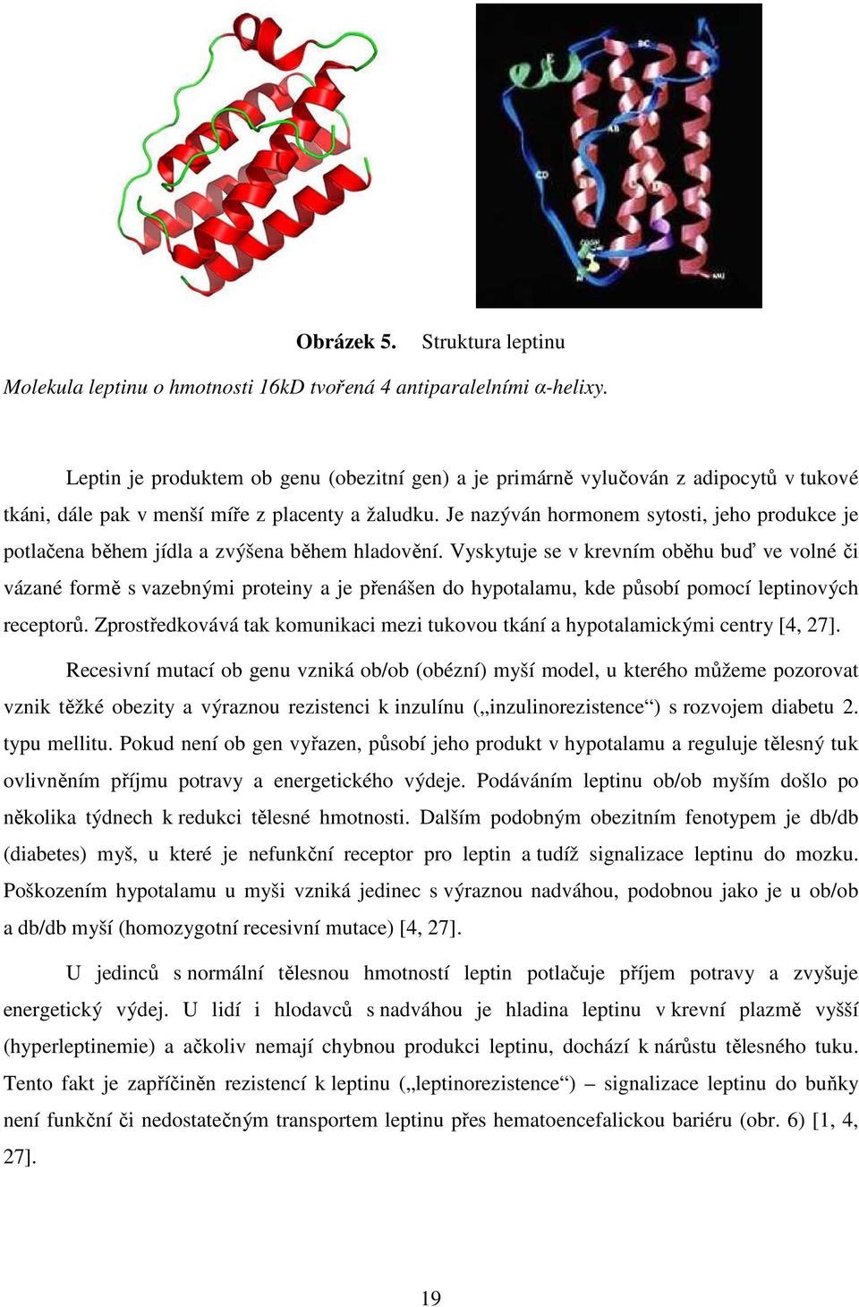 Je nazýván hormonem sytosti, jeho produkce je potlačena během jídla a zvýšena během hladovění.