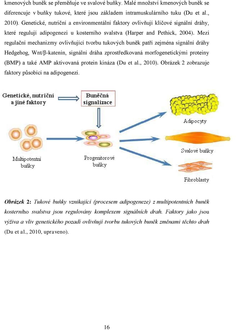 Mezi regulační mechanizmy ovlivňující tvorbu tukových buněk patří zejména signální dráhy Hedgehog, Wnt/β-katenin, signální dráha zprostředkovaná morfogenetickými proteiny (BMP) a také AMP aktivovaná