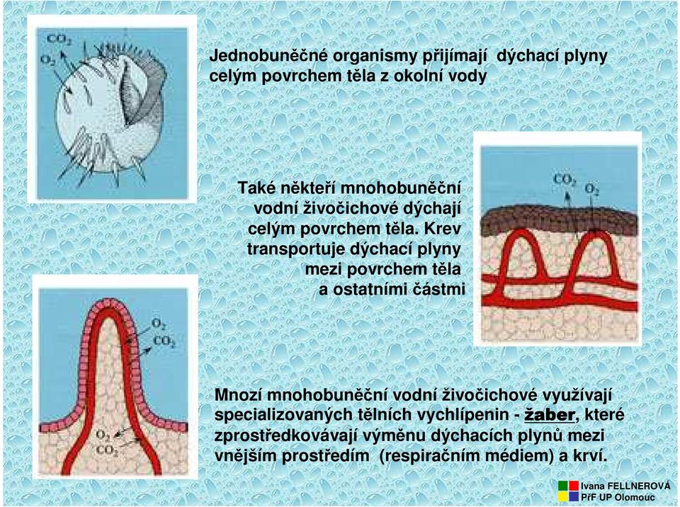 Krev transportuje dýchací plyny mezi povrchem těla a ostatními částmi Mnozí mnohobuněční vodní