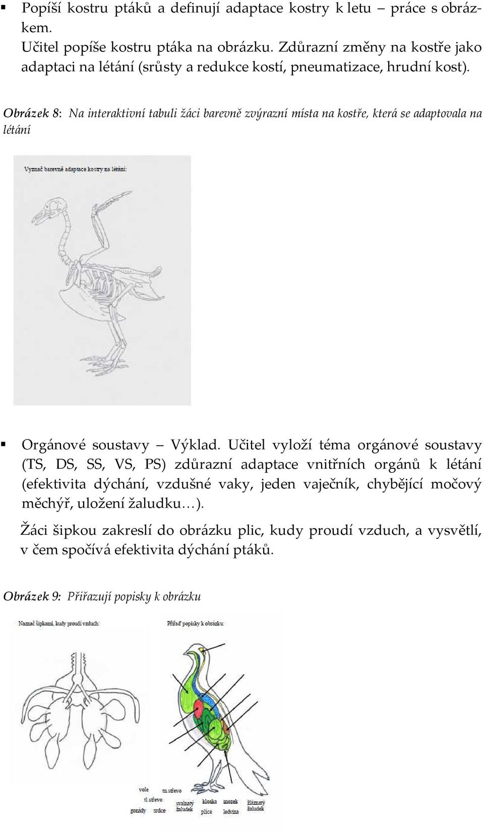 Obrázek 8: Na interaktivní tabuli žáci barevně zvýrazní místa na kostře, která se adaptovala na létání Orgánové soustavy Výklad.