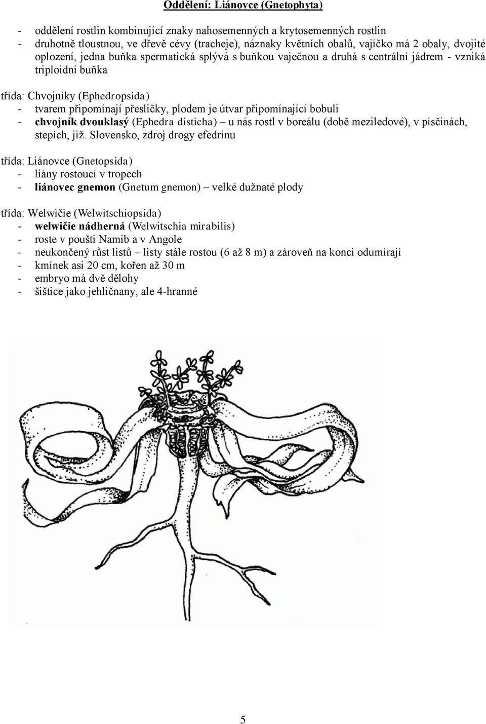 připomínající bobuli - chvojník dvouklasý (Ephedra disticha) u nás rostl v boreálu (době meziledové), v písčinách, stepích, jiţ.