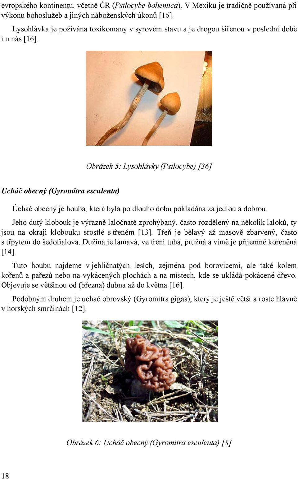Obrázek 5: Lysohlávky (Psilocybe) [36] Ucháč obecný (Gyromitra esculenta) Úcháč obecný je houba, která byla po dlouho dobu pokládána za jedlou a dobrou.