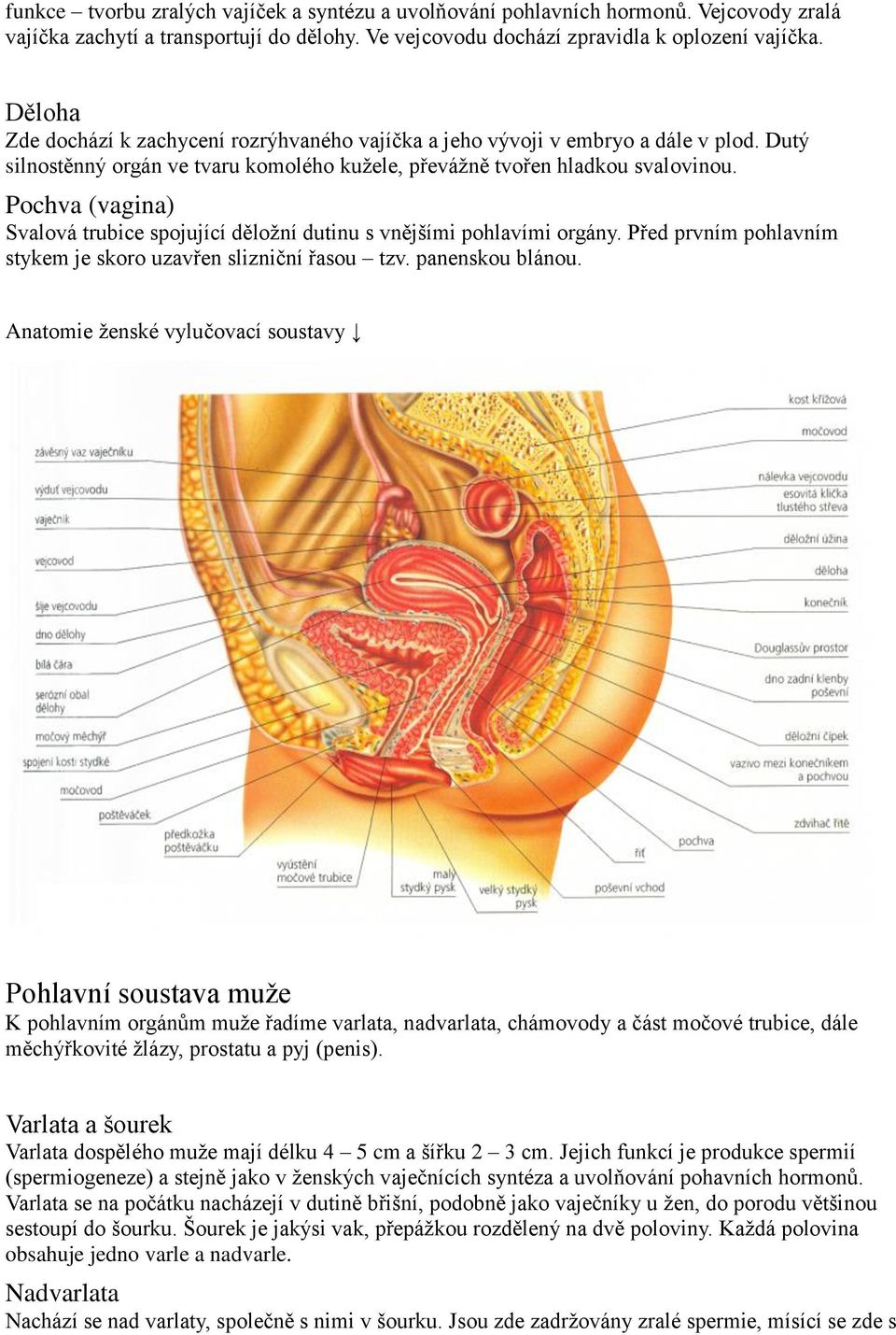 Pochva (vagina) Svalová trubice spojující děložní dutinu s vnějšími pohlavími orgány. Před prvním pohlavním stykem je skoro uzavřen slizniční řasou tzv. panenskou blánou.