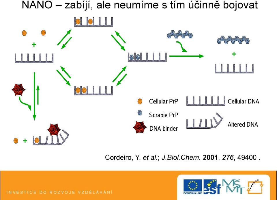 Cordeiro, Y. et al.; J.