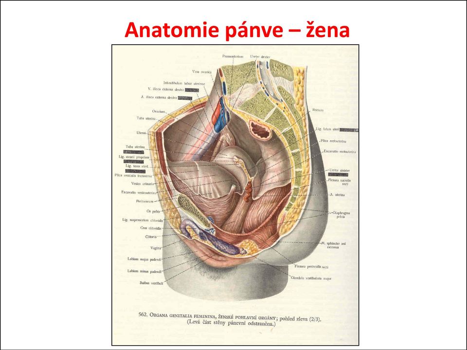 žena