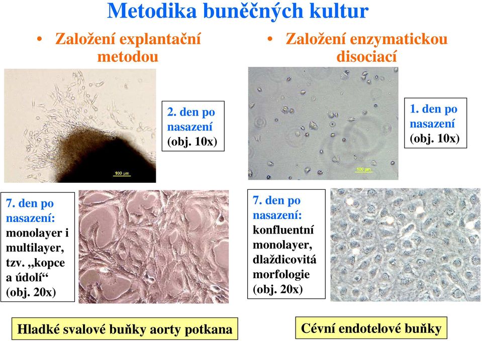 den po nasazení: monolayer i multilayer, tzv. kopce a údolí (obj. 20x) 7.