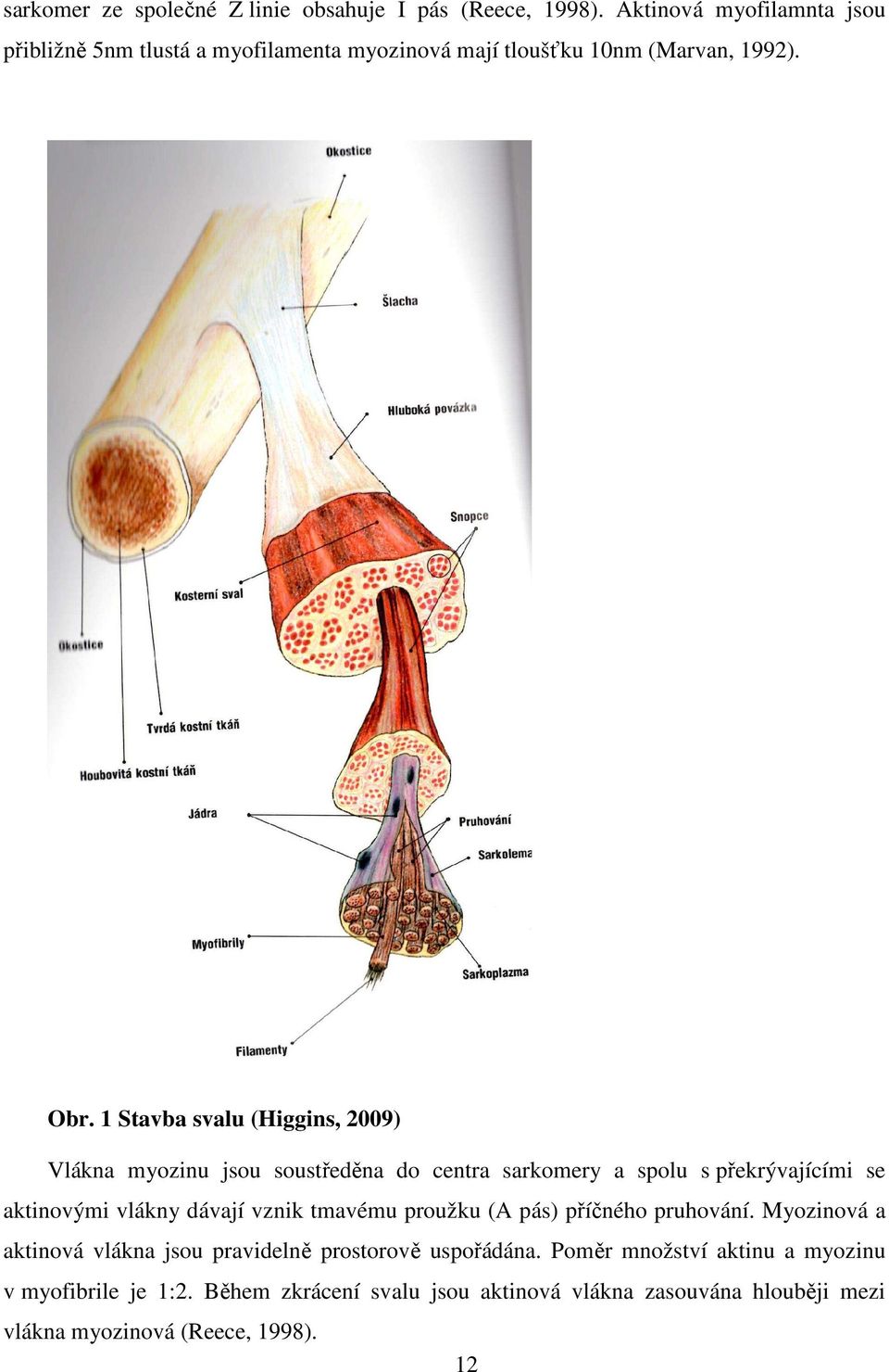 1 Stavba svalu (Higgins, 2009) Vlákna myozinu jsou soustředěna do centra sarkomery a spolu s překrývajícími se aktinovými vlákny dávají vznik