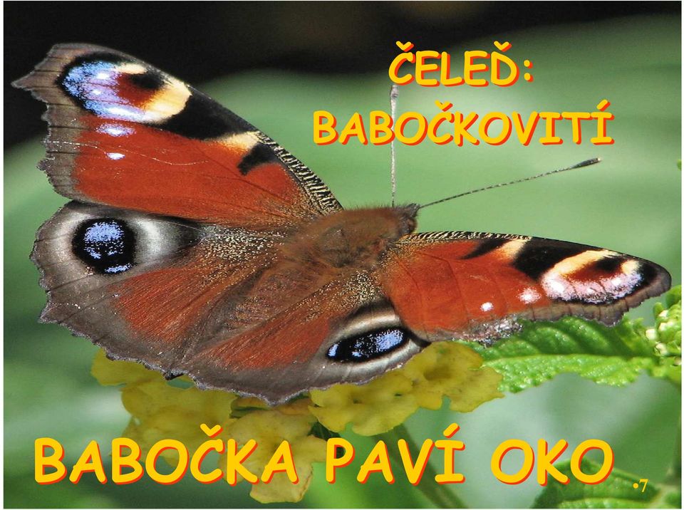 BABOČKOVITÍ PAVÍ