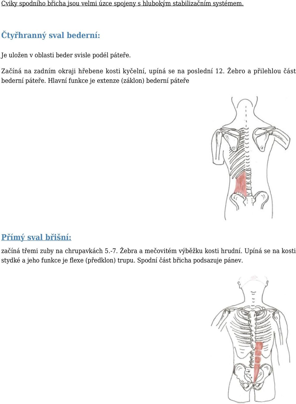 Začíná na zadním okraji hřebene kosti kyčelní, upíná se na poslední 12. Žebro a přilehlou část bederní páteře.