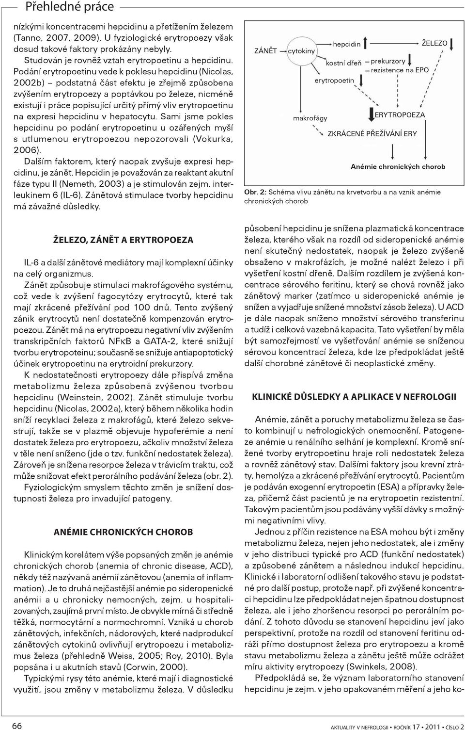 vliv erytropoetinu na expresi hepcidinu v hepatocytu. Sami jsme pokles hepcidinu po podání erytropoetinu u ozáøených myší s utlumenou erytropoezou nepozorovali (Vokurka, 2006).