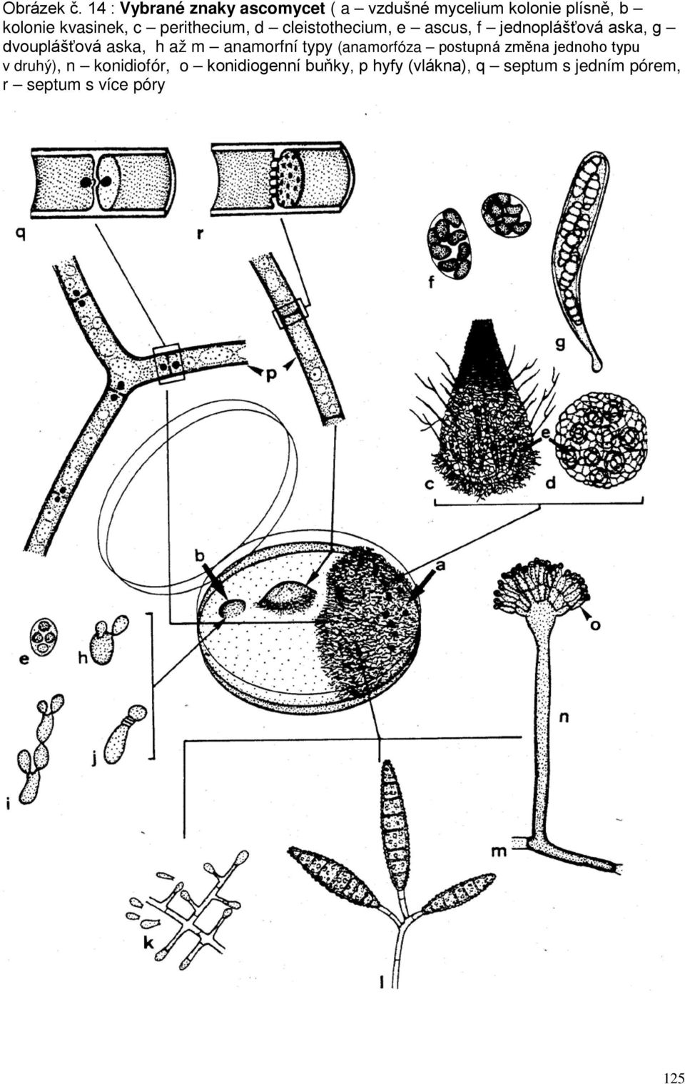 perithecium, d cleistothecium, e ascus, f jednoplášťová aska, g dvouplášťová aska, h až