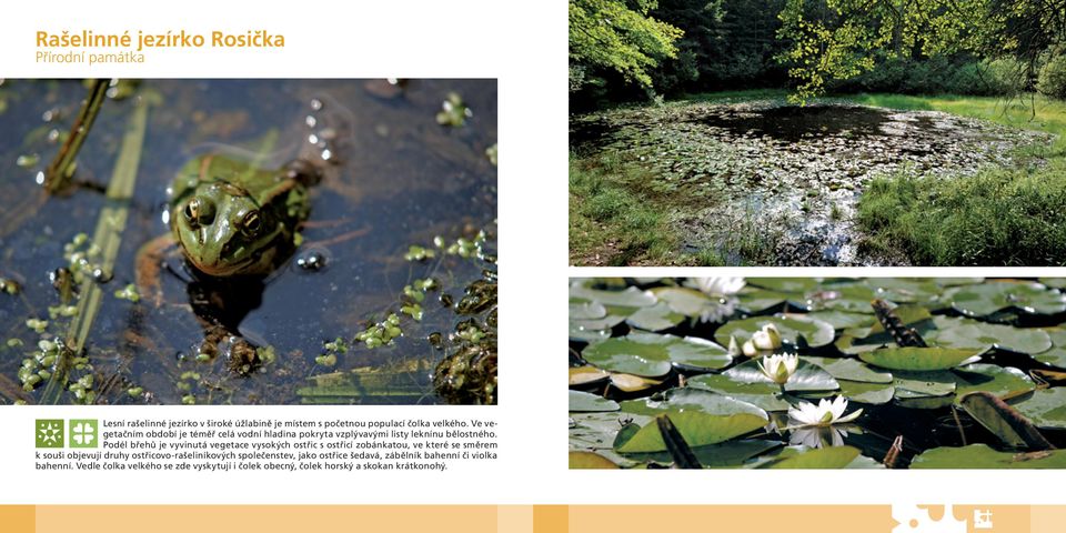 Podél břehů je vyvinutá vegetace vysokých ostřic s ostřicí zobánkatou, ve které se směrem k souši objevují druhy