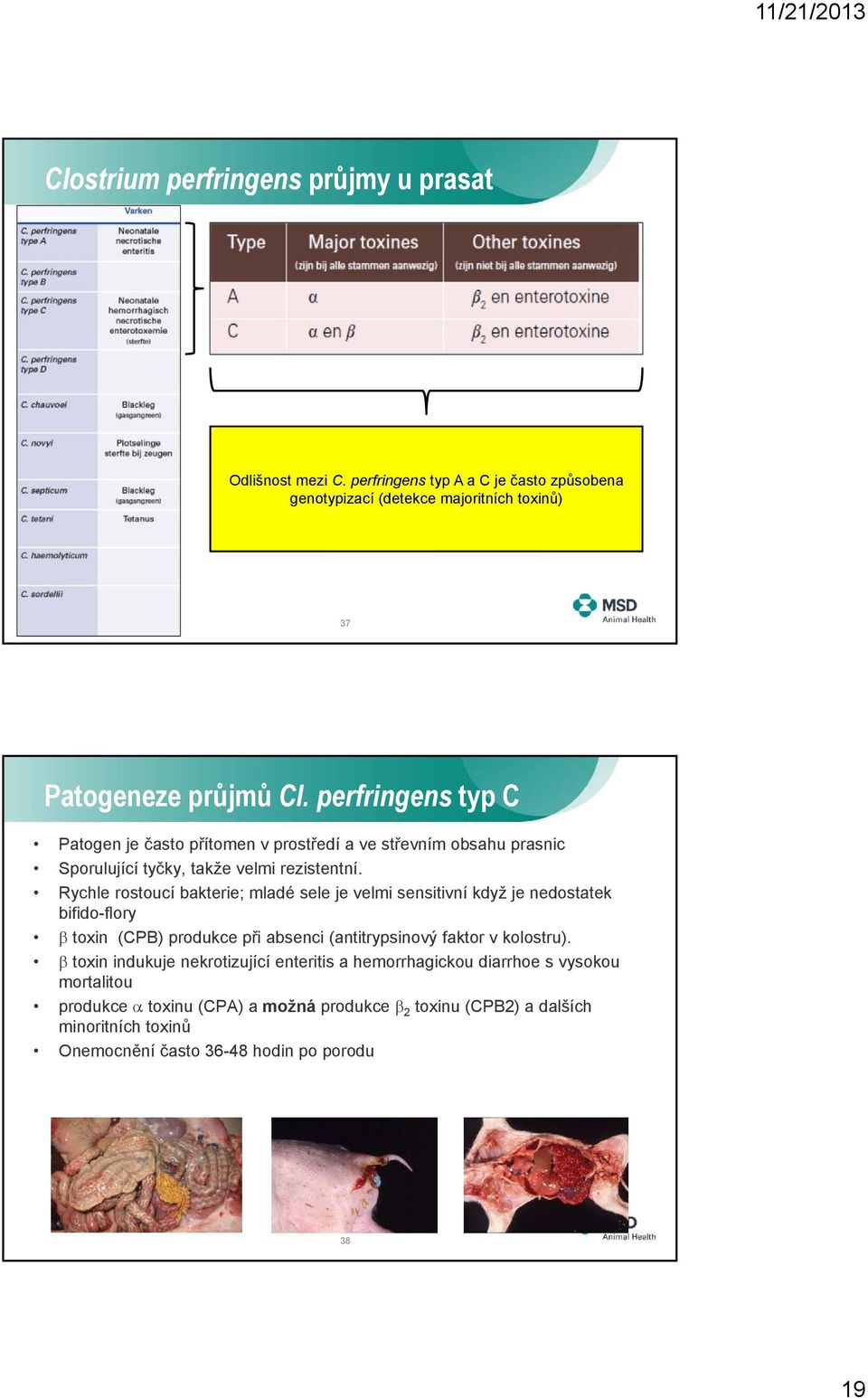 Rychle rostoucí bakterie; mladé sele je velmi sensitivní když je nedostatek bifido-flory toxin (CPB) produkce při absenci (antitrypsinový faktor v kolostru).